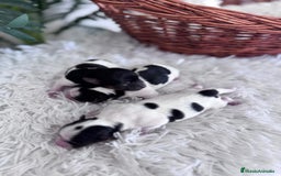 Yorkshire Terrier perros en venta: YORKSHIRE TERRIER BIEWER - Imagen 14