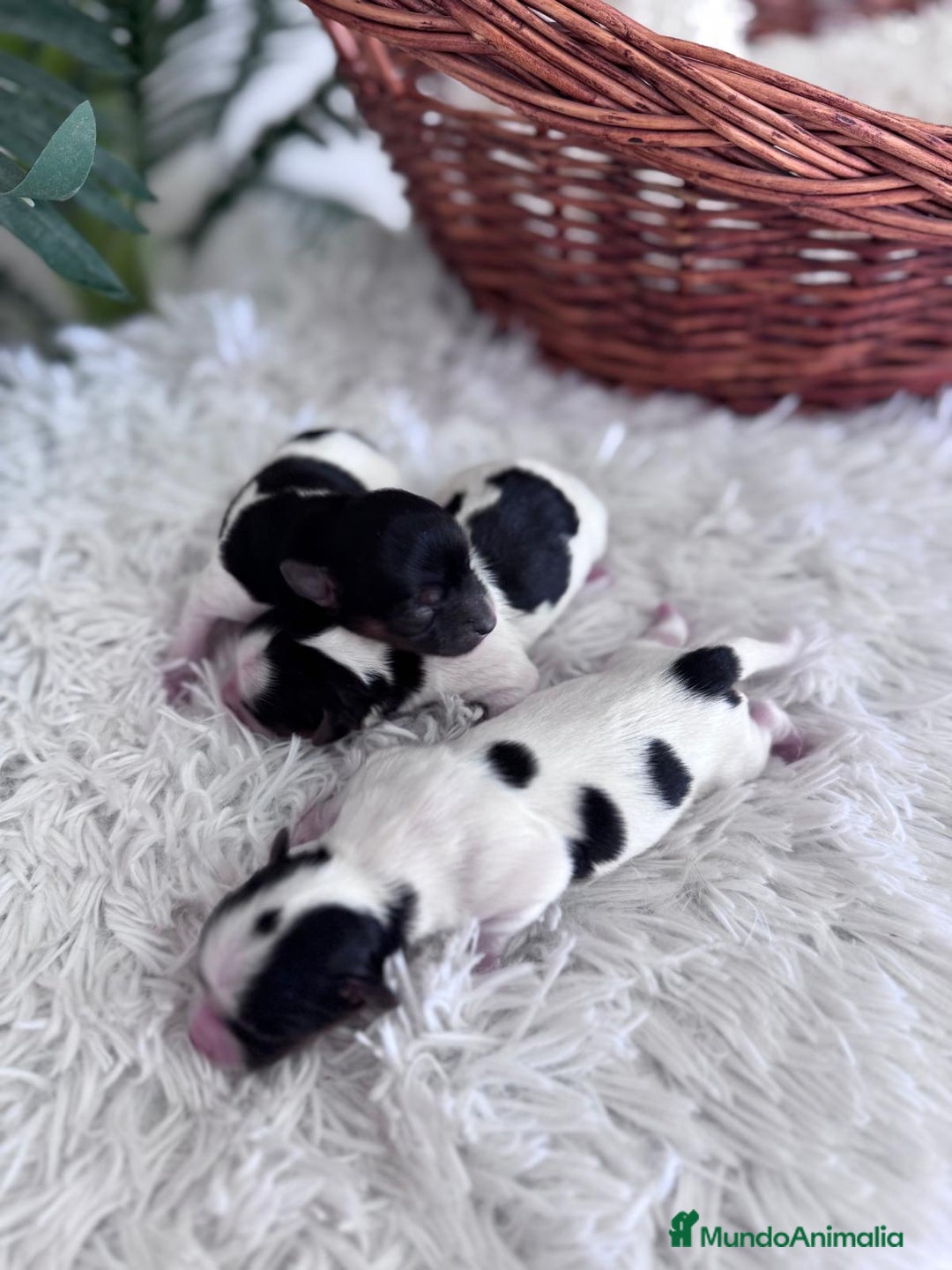 Yorkshire Terrier perros en venta: YORKSHIRE TERRIER BIEWER - Imagen 14