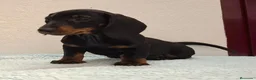 Teckel perros en venta: Teckel - Anuncio 9