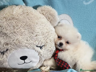 Pomerania perros ‼️POMERANIAS AMERICANOS TAMAÑO TOY - Anuncio 1