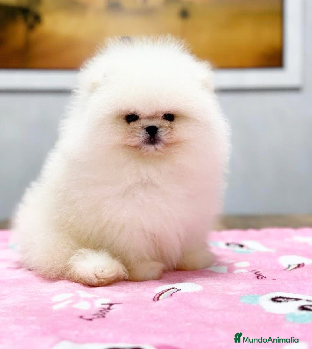 Pomerania perros BEBES POMERANIA BLANCOS LOS MAS MINI Y PELUDOS - Anuncio 12