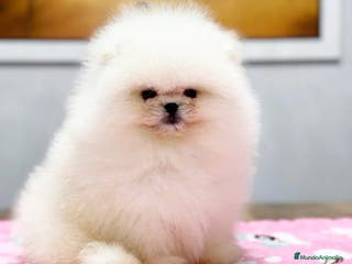 Pomerania perros BEBES POMERANIA BLANCOS LOS MAS MINI Y PELUDOS - Anuncio 3