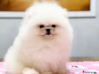 Pomerania perros BEBES POMERANIA BLANCOS LOS MAS MINI Y PELUDOS - Anuncio 40