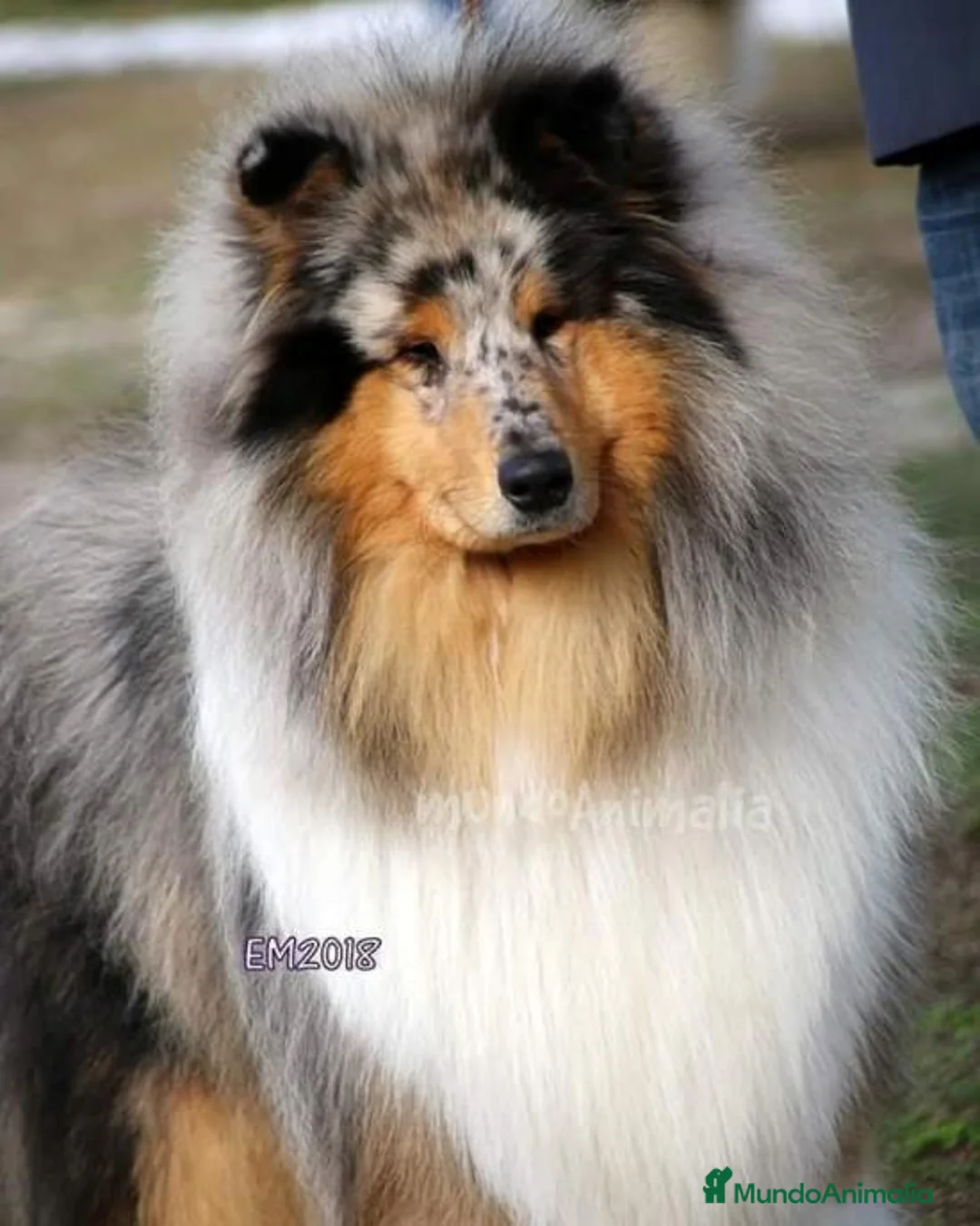 Imagen de galería {{count}}