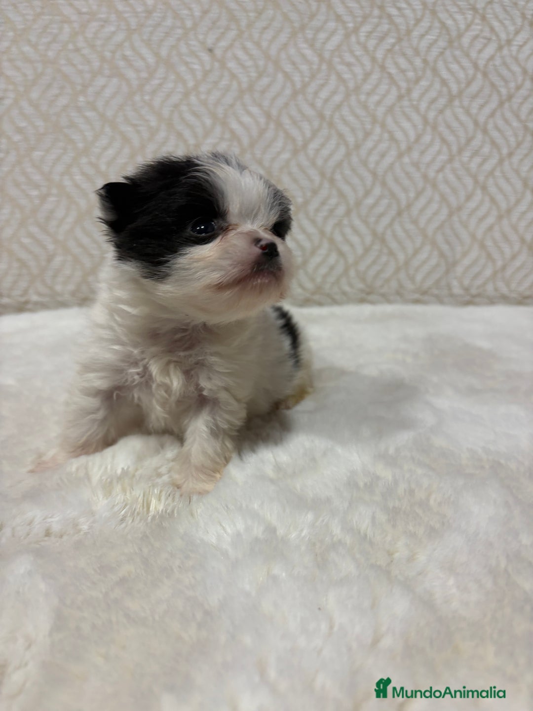 Pomerania perros en venta: Lulu Pomerania macho mini Toy color party - Anuncio 15