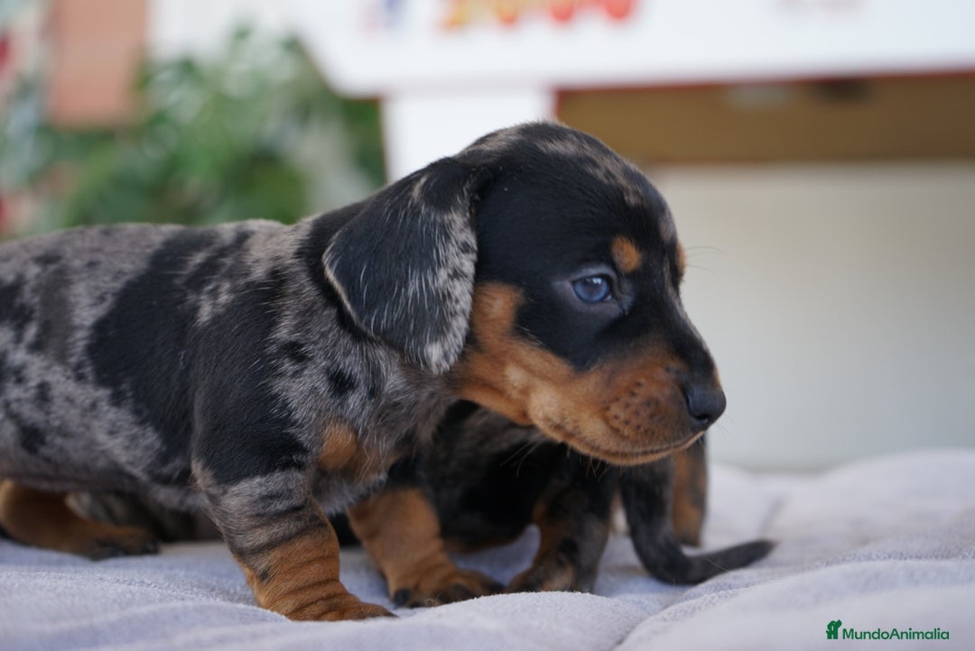 Teckel Miniatura perros en venta: 🐾 Florentina y Delfina – Teckel miniatura 🐾 - Imagen 9