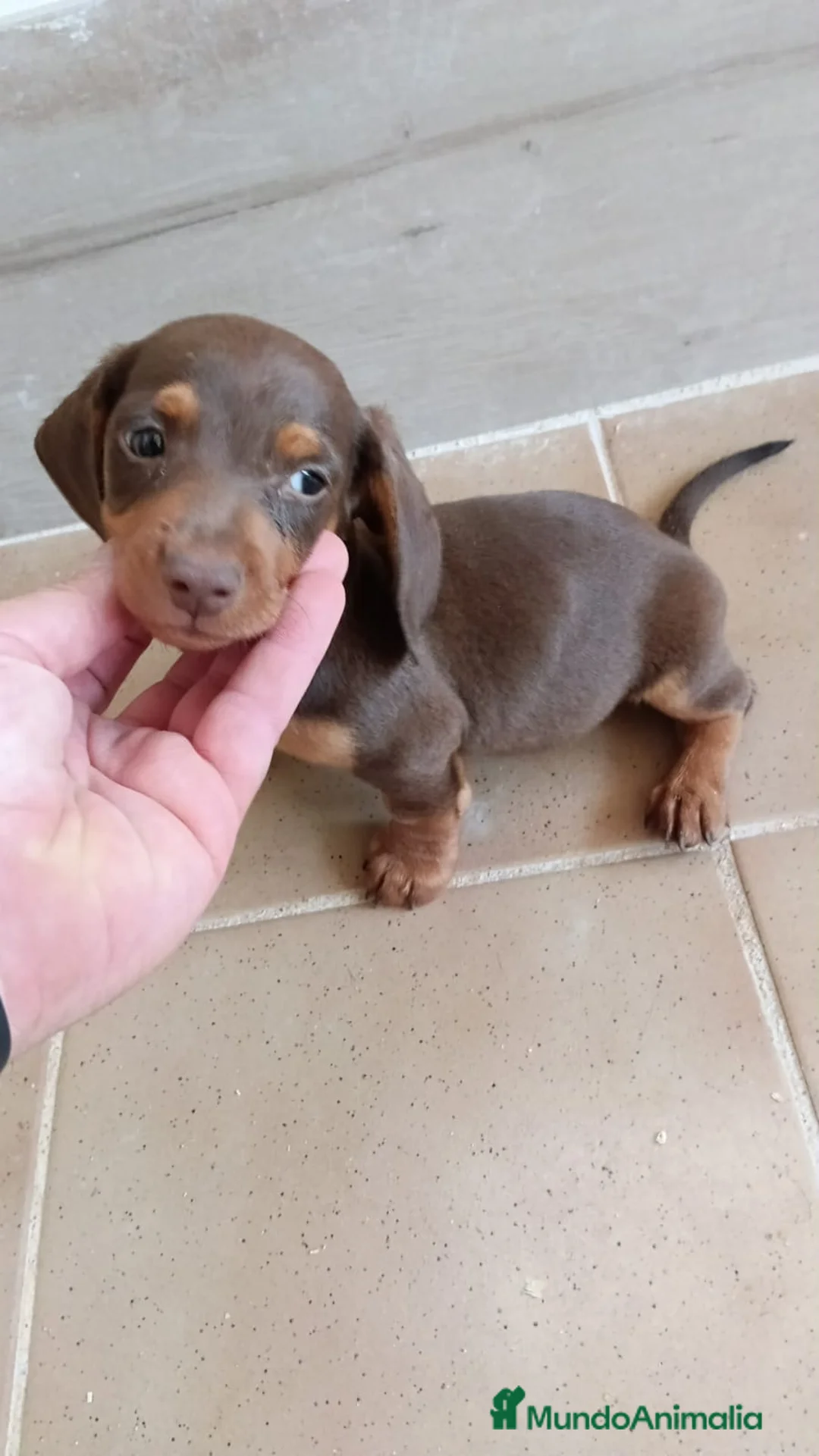 Teckel Miniatura perros en venta: Teckel kaninchen de todos los colores  - Anuncio 2