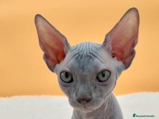 Sphynx gatos - Anuncio 2