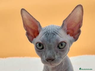 Sphynx gatos Preciosa hembrita gris - Anuncio 22