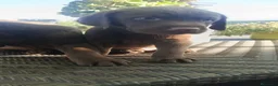 Labrador Retriever perros en venta: Espectaculares labradores chocolate🐶🐾 en Cádiz - Anuncio 5