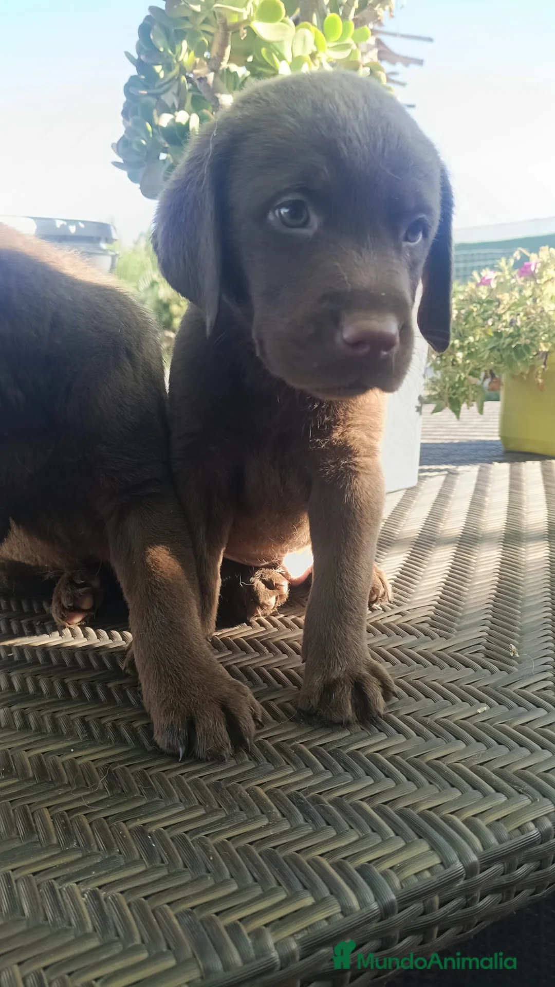 Labrador Retriever perros en venta: Espectaculares labradores chocolate🐶🐾 en Cádiz - Anuncio 5