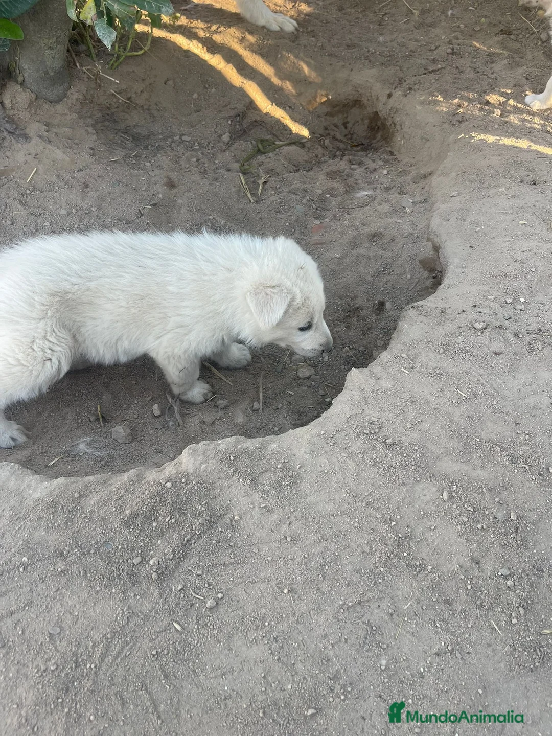 Pastor Blanco Suizo perros en venta: Pastor Suizos de Calidad  - Anuncio 2