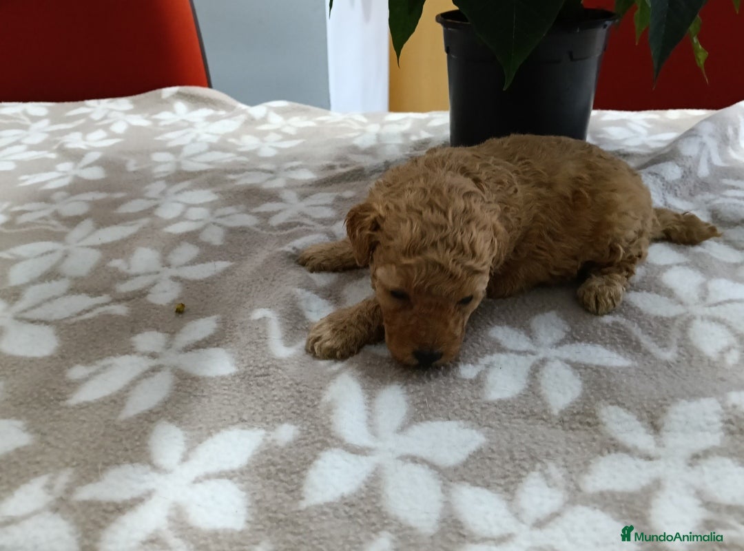 Caniche Toy perros en venta:  CANICHE TOY - Anuncio 1