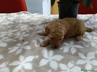 Caniche Toy perros CANICHE TOY - Anuncio 1