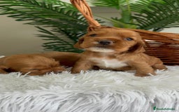 Cocker Spaniel Inglés perros en venta: COCKER SPANIEL INGLES - Imagen 1
