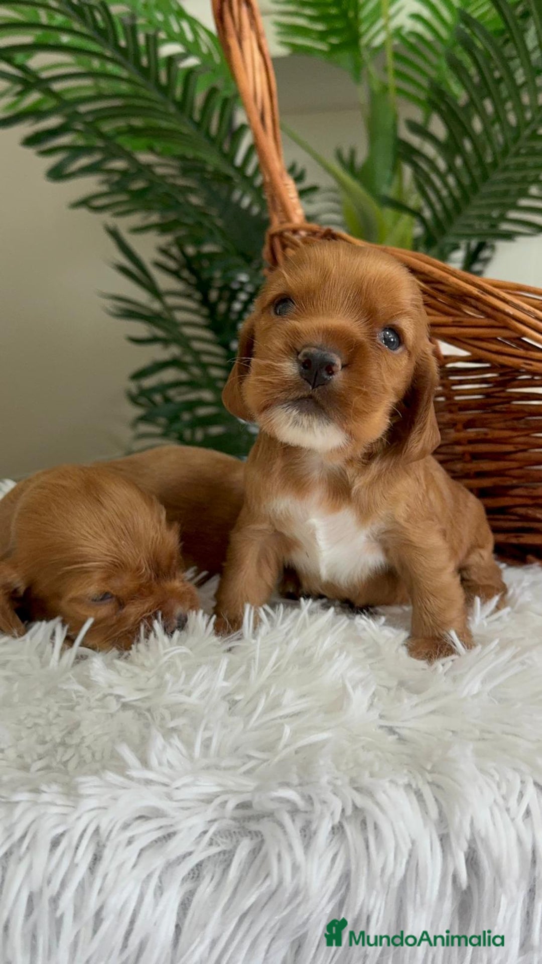 Cocker Spaniel Inglés perros en venta: COCKER SPANIEL INGLES - Imagen 1