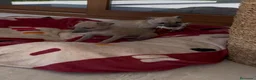 Galgo Español perros en venta: Galgo Isabelino - Anuncio 4