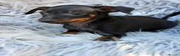 Pinscher Miniatura perros en venta: Macho pinscher miniatura 💙🐾 - Anuncio 2
