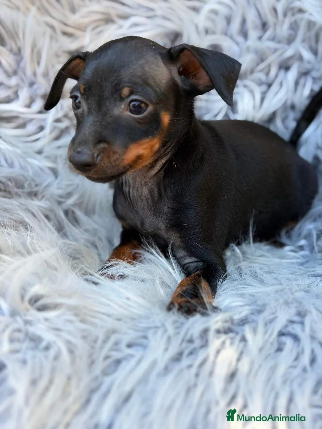 Pinscher Miniatura perros en venta: Macho pinscher miniatura 💙🐾 - Anuncio 2