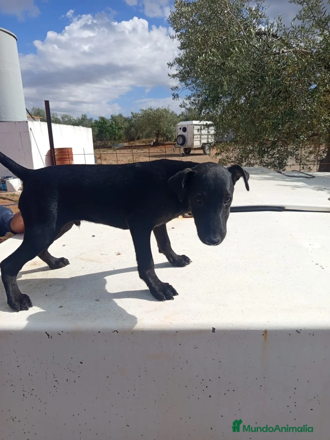 Otras razas perros en venta: Jack terrier - Anuncio 6