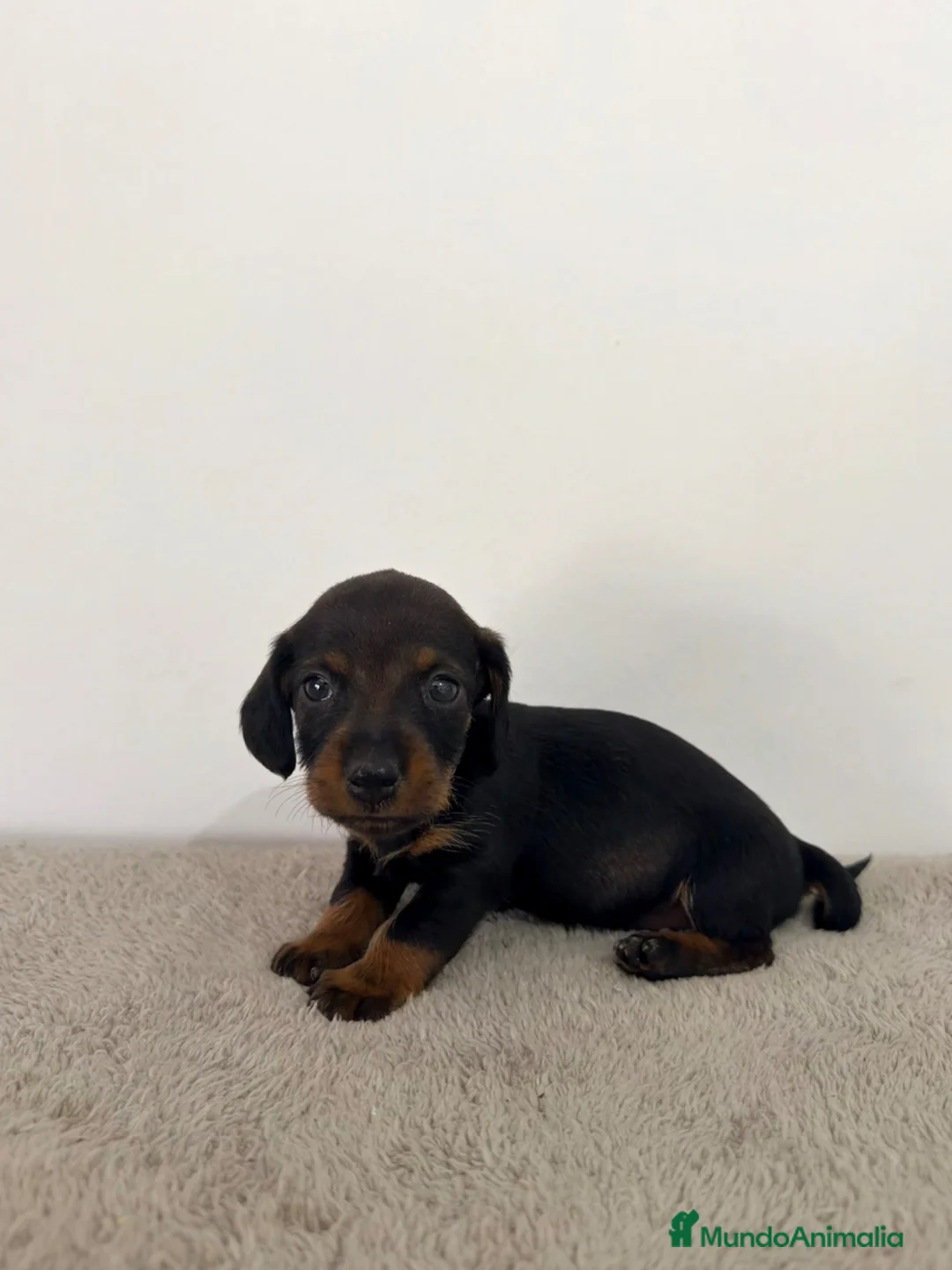 Teckel Miniatura perros en venta: TECKEL MINIATURA HEMBRA - Anuncio 2