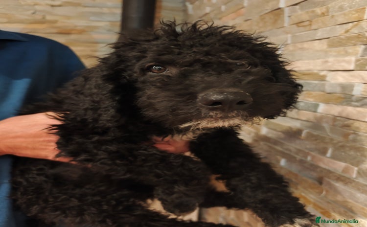 Perro de Agua Español perros - Anuncio 2