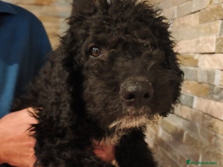 Perro de Agua Español perros - Anuncio 5