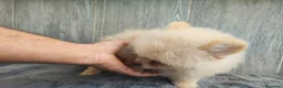 Pomerania perros en venta: POMERANIA MACHO - Anuncio 2