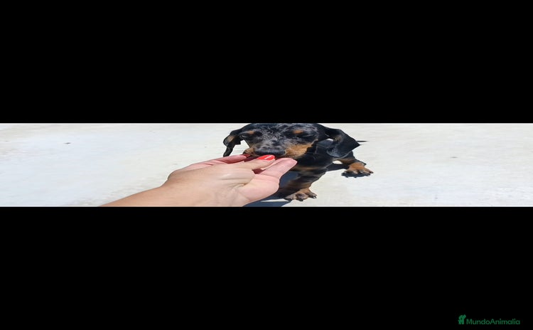 Teckel Miniatura perros - Propaganda 9