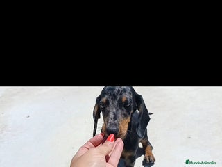 Teckel Miniatura perros - Anuncio 28