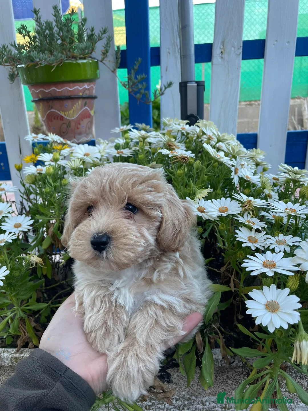 Maltipoo perros en venta: Cachorro maltipoo  - Anuncio 3