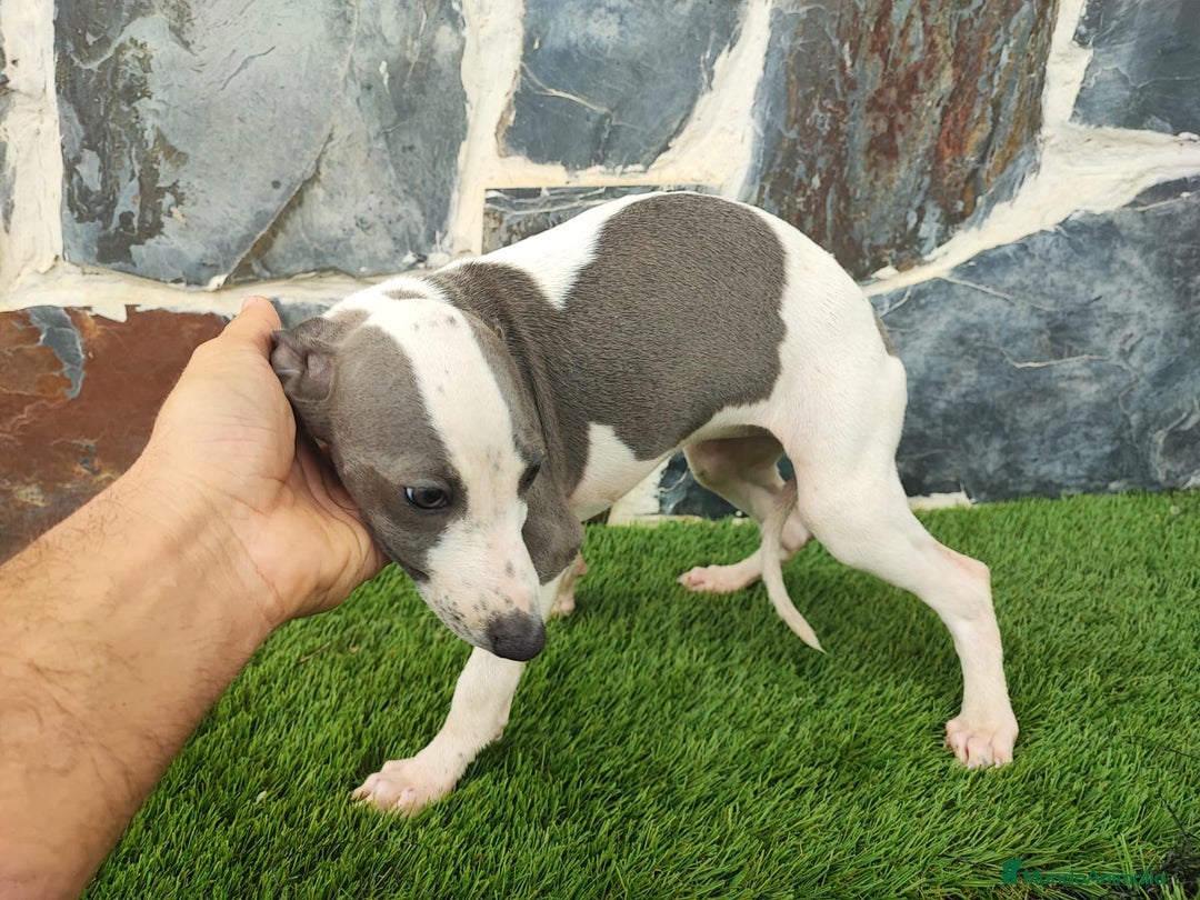 Whippet perros en venta: Whippet HEMBRAS (hay video) - Anuncio 4
