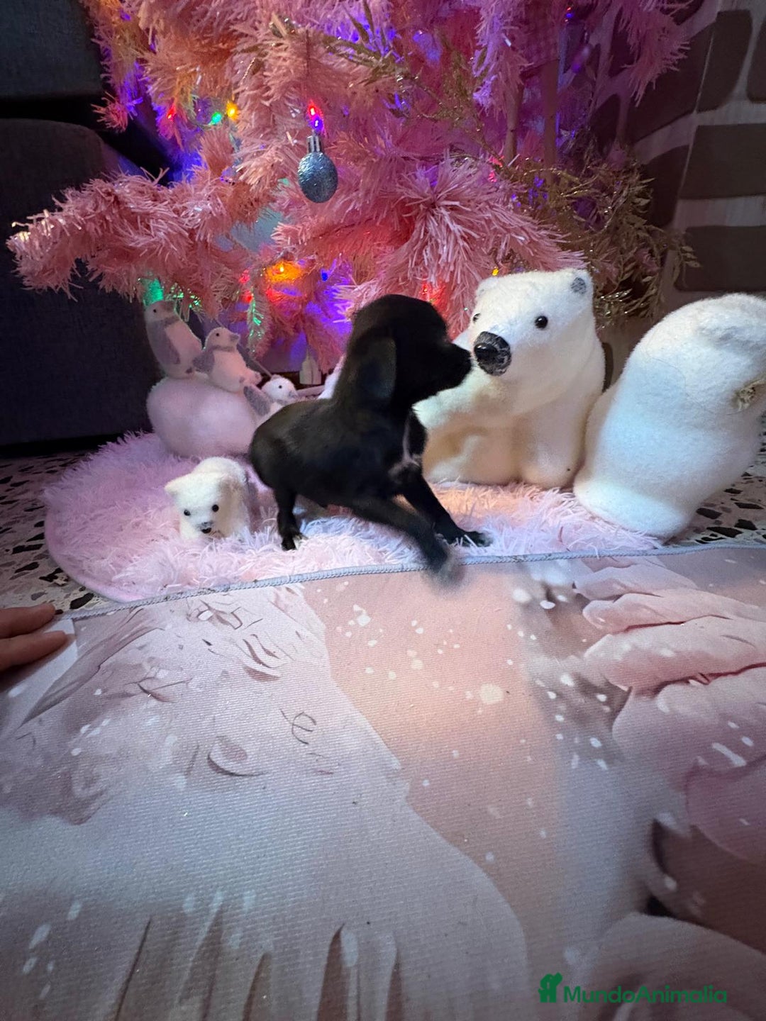 Chihuahua perros en venta: Chihuahua toy negro  - Anuncio 8