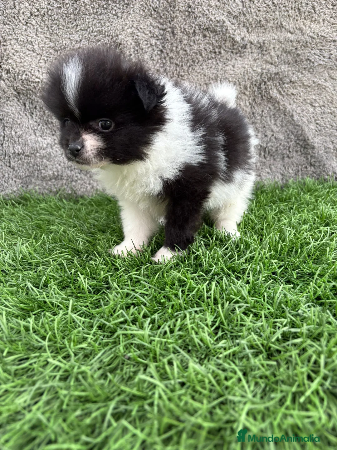 Pomerania perros en venta: Cachorro macho de lulu de Pomerania toy - Anuncio 8