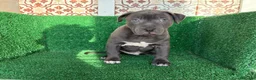 American Pit Bull Terrier perros en venta: pitbull - Anuncio 9