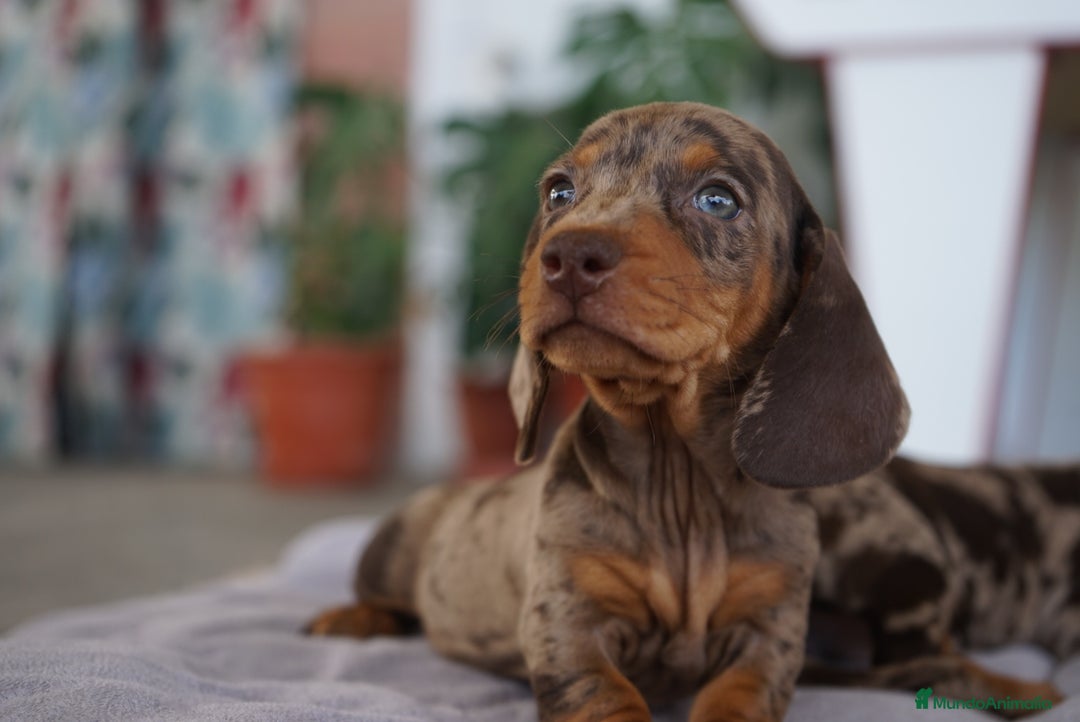 Teckel perros en venta: 🤎 Kodat, Byron y Curry – Teckel miniatura  🐾 - Imagen 1