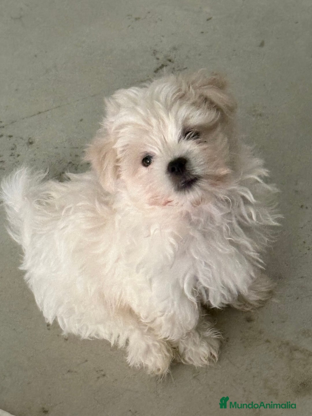 Bichón Maltés perros en venta: BICHON MALTES - Anuncio 9