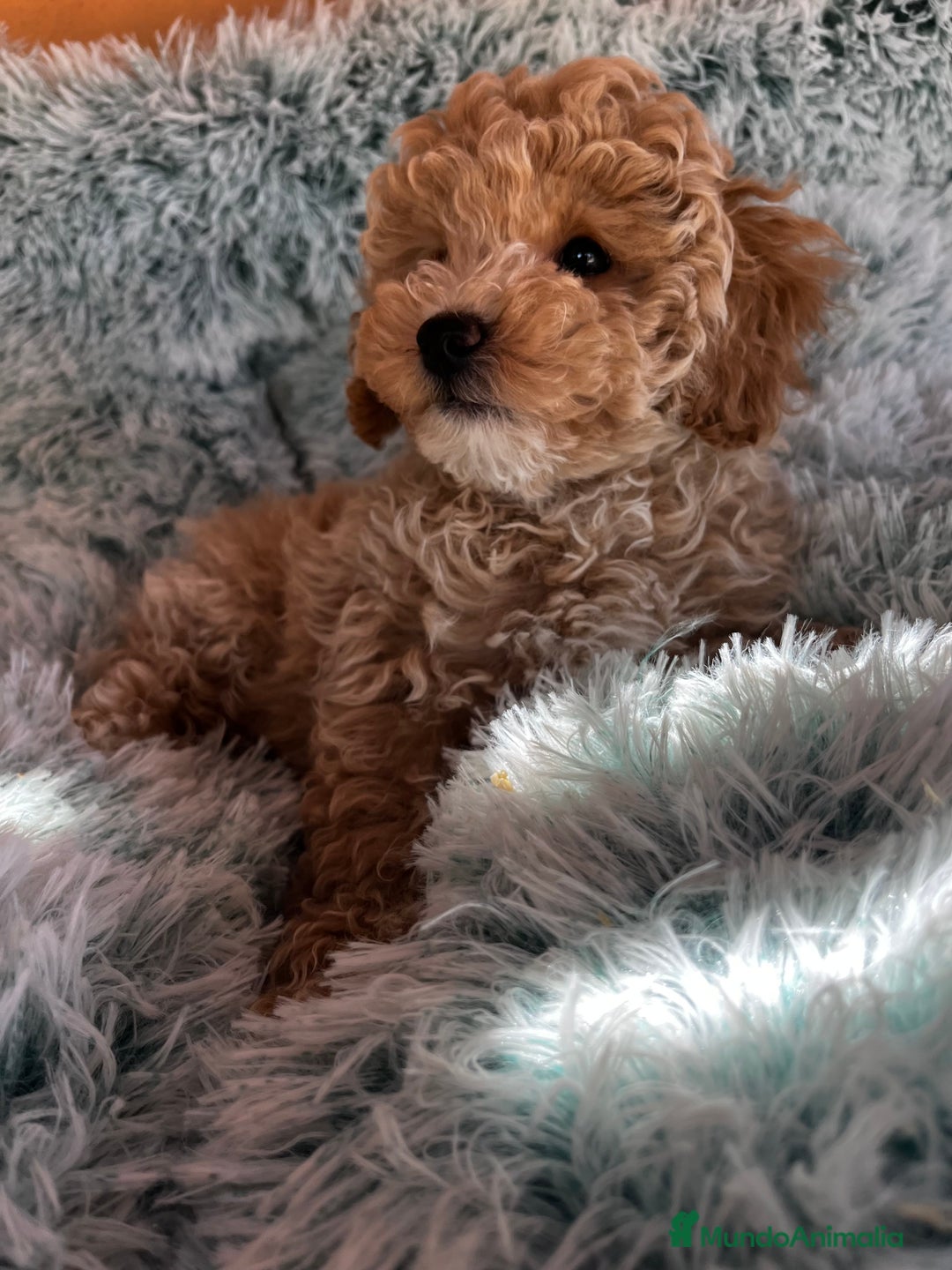Raza Mixta perros en venta: Caniches toy/enanos  - Imagen 6