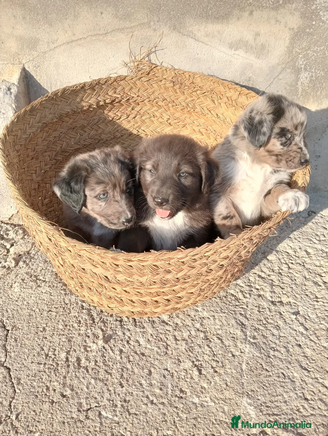 Border Collie perros en venta: Border collie  - Anuncio 2