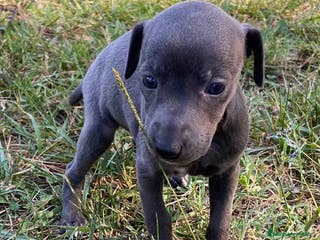 Pequeño Lebrel Italiano perros Lebrel Italiano Hembra 5894 - AQUANATURA en Barcelona - Anuncio 9