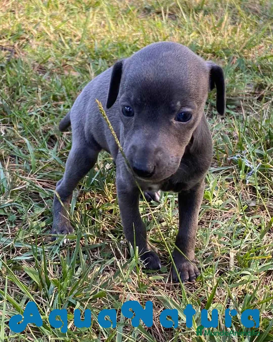 Pequeño Lebrel Italiano perros en venta: Lebrel Italiano Hembra 5894 - AQUANATURA en Barcelona - Anuncio 1