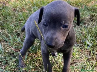 Pequeño Lebrel Italiano perros Lebrel Italiano Hembra 5894 - AQUANATURA en Barcelona - Anuncio 11