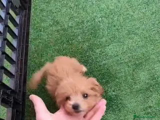 Caniche Toy perros Caniche hembra toy - Anuncio 1