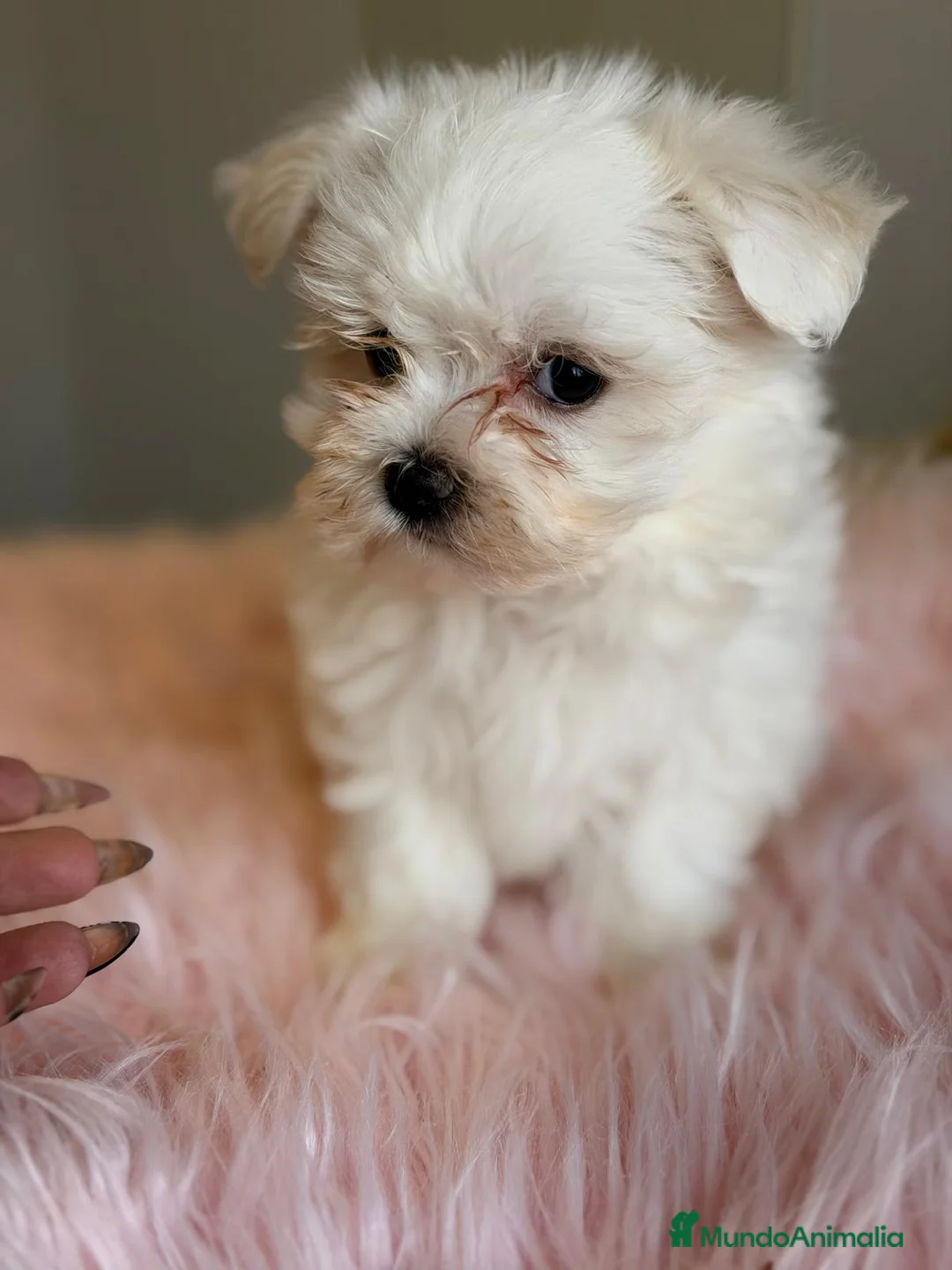 Bichón Maltés perros en venta: BICHON MALTES HEMBRA Y MACHO - Anuncio 9