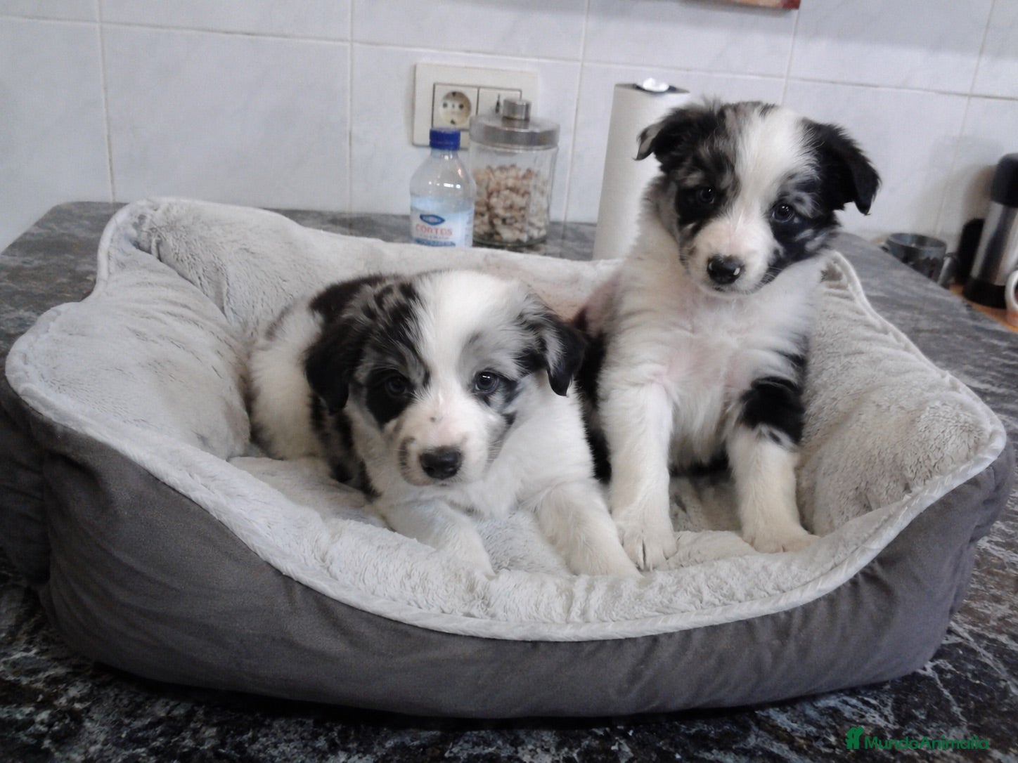 Border Collie perros BORDER COLLIE MERLE  - Anuncio 3