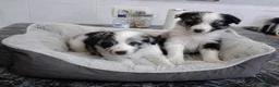 Border Collie perros en venta: BORDER COLLIE MERLE  - Anuncio 1