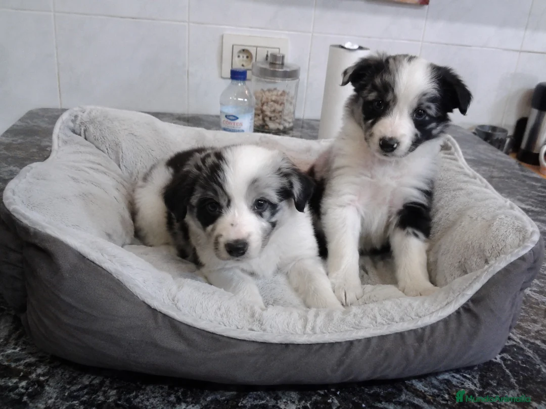Border Collie perros en venta: BORDER COLLIE MERLE  - Anuncio 1