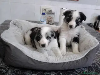 Border Collie perros BORDER COLLIE MERLE - Anuncio 3