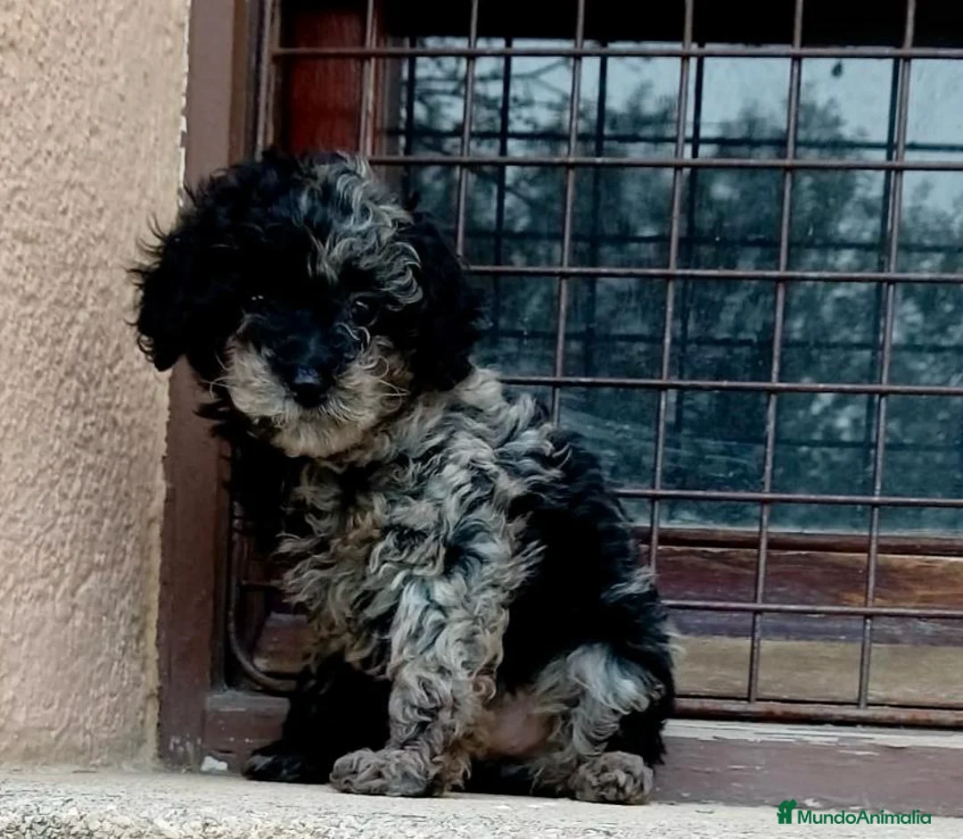 Caniche Toy perros en venta: Caniche toy - Anuncio 7