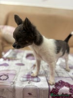 Chihuahua perros - Anuncio 1